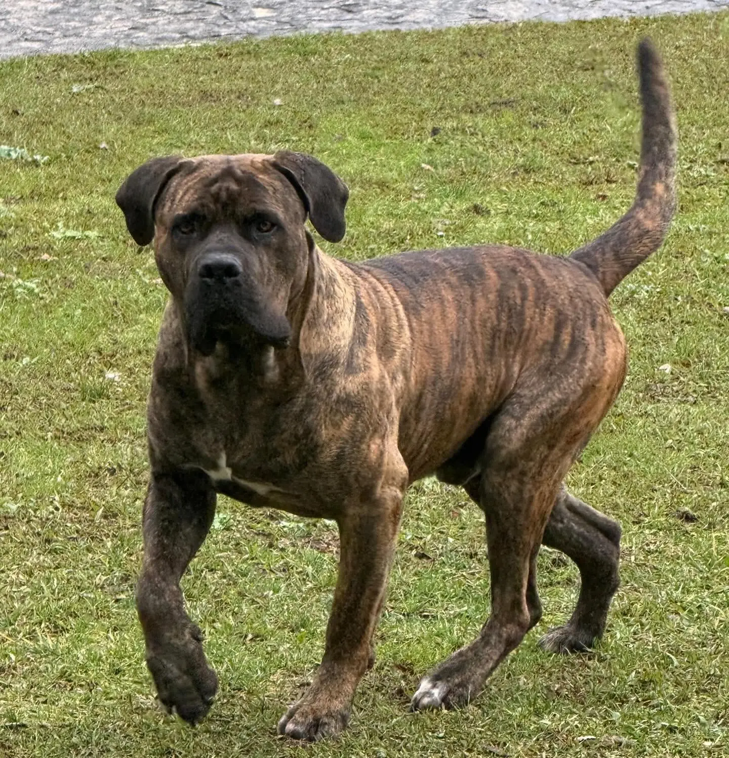 Cane Corso tigrato all'aperto