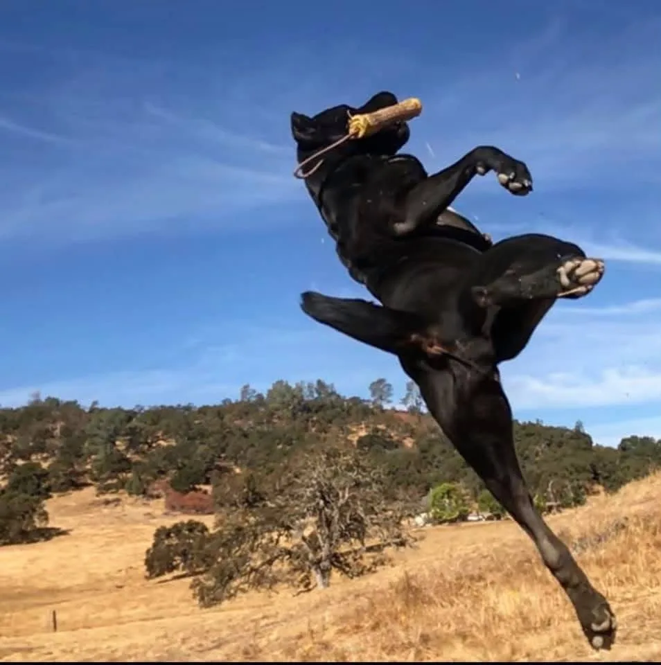 Alma in salto con un bastone