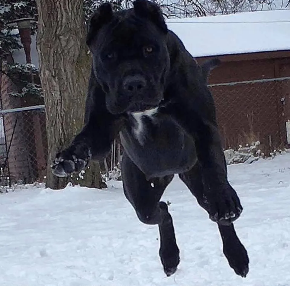 Alma in salto sulla neve