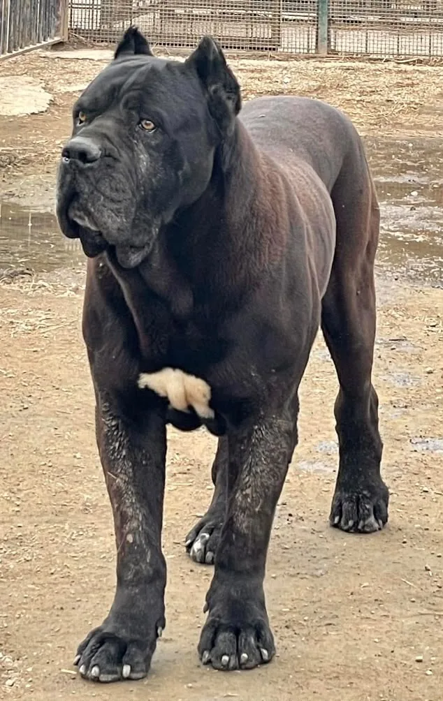Brenno in piedi, visto di fronte