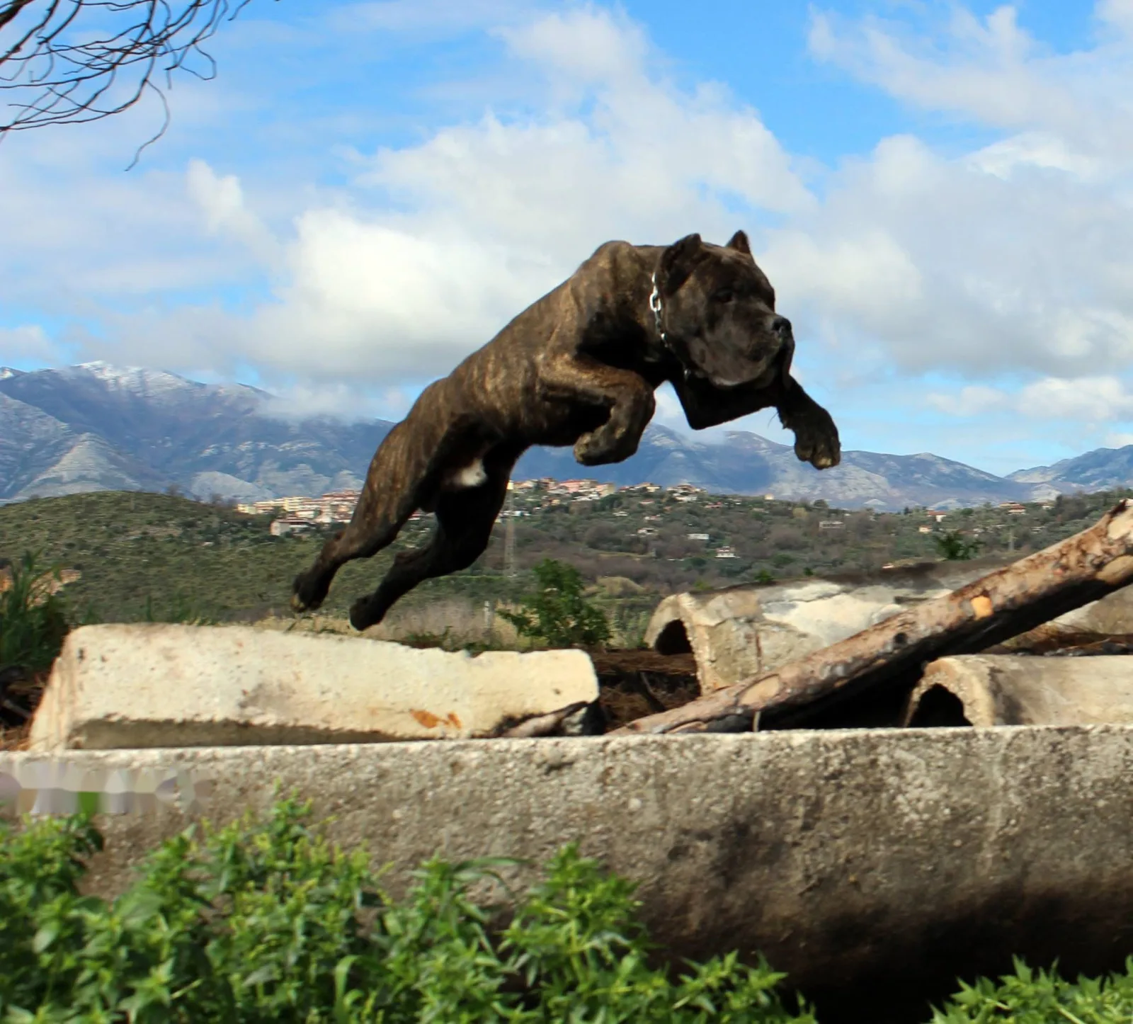 Crono in salto sopra dei tronchi