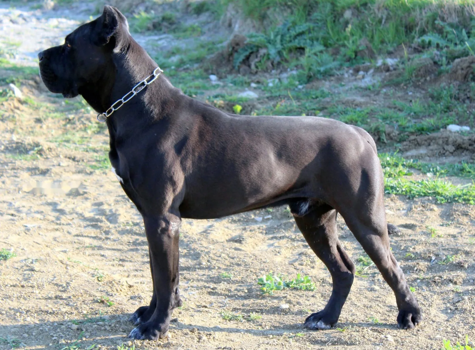 Duce in posa di profilo