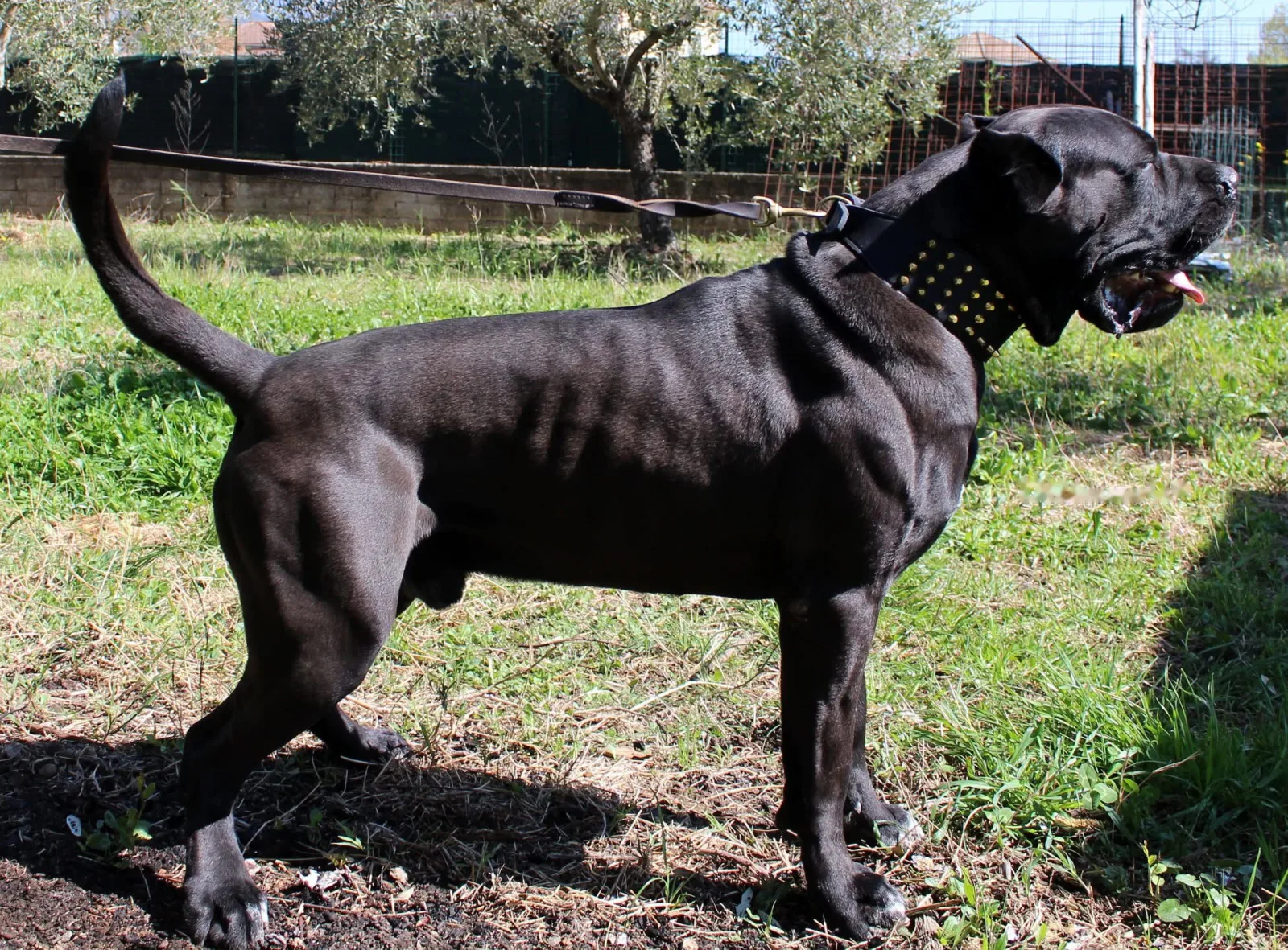 Duce in posa di profilo sul prato