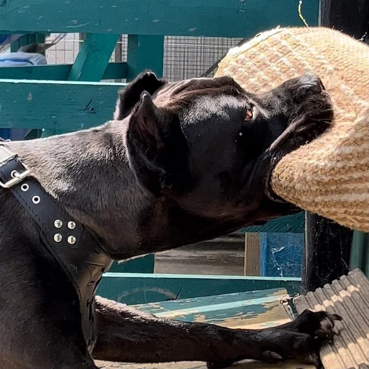 Fobia morde il cuscino durante l’addestramento