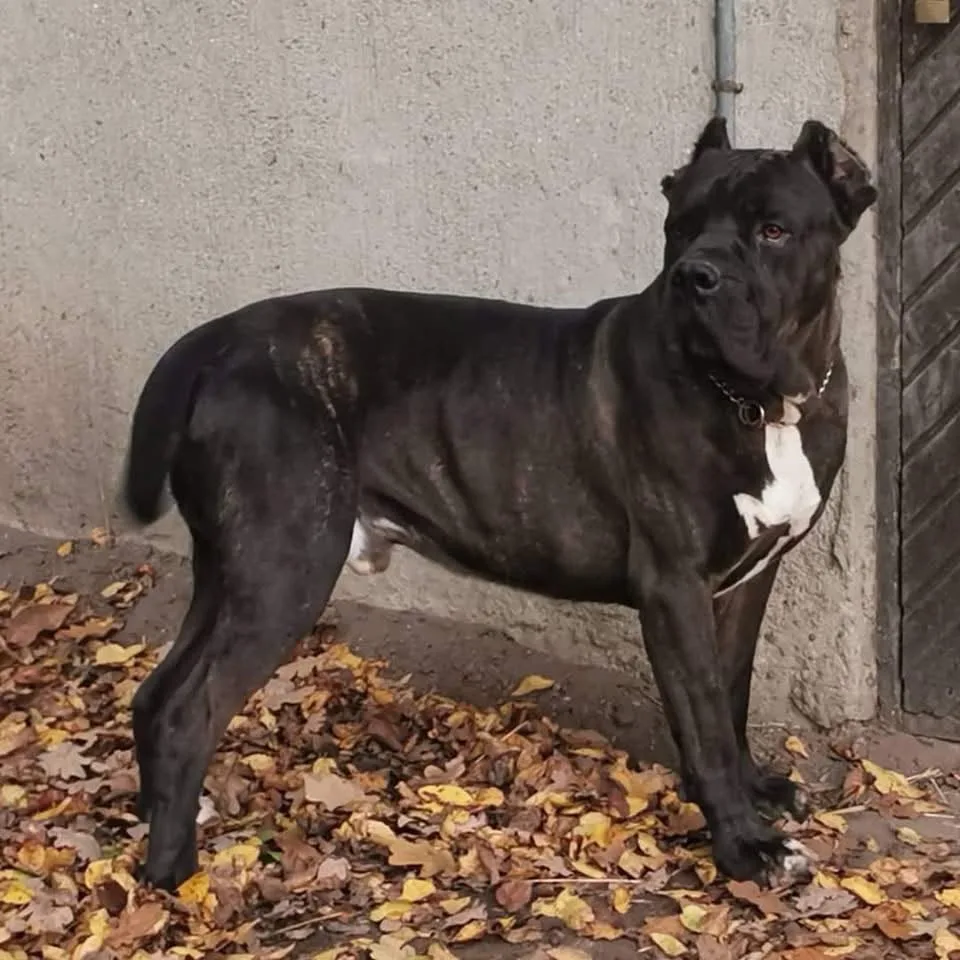 Gotham in piedi davanti a un muro