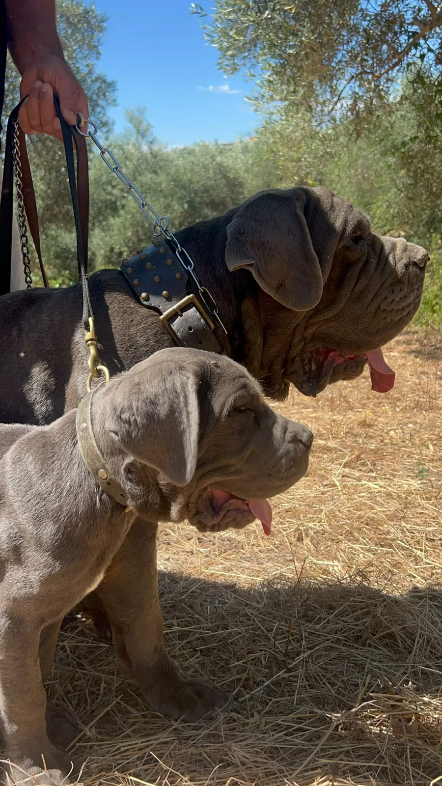 Maga accanto a un giovane mastino
