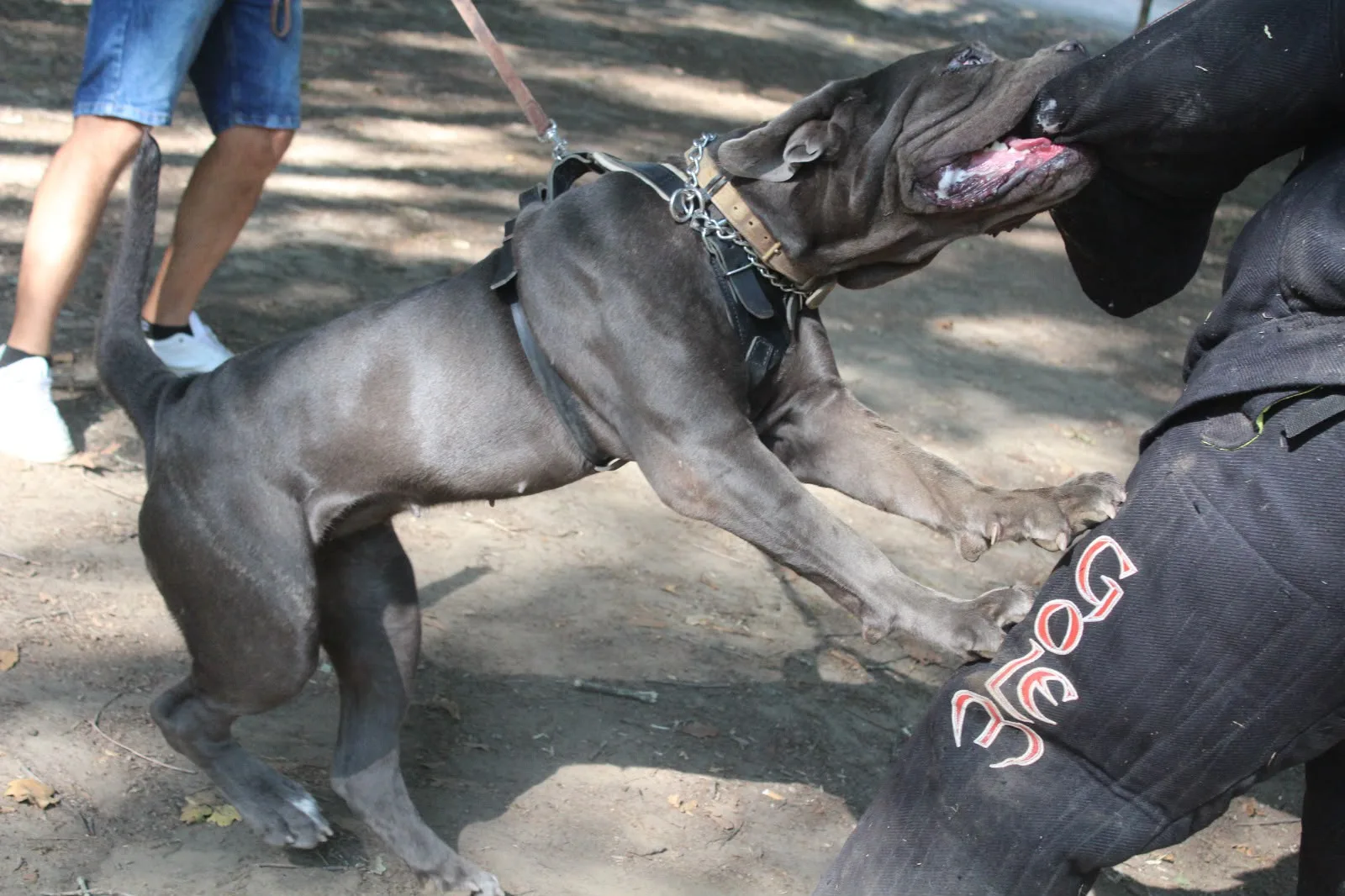 Mastino Napoletano in presa sul manicotto