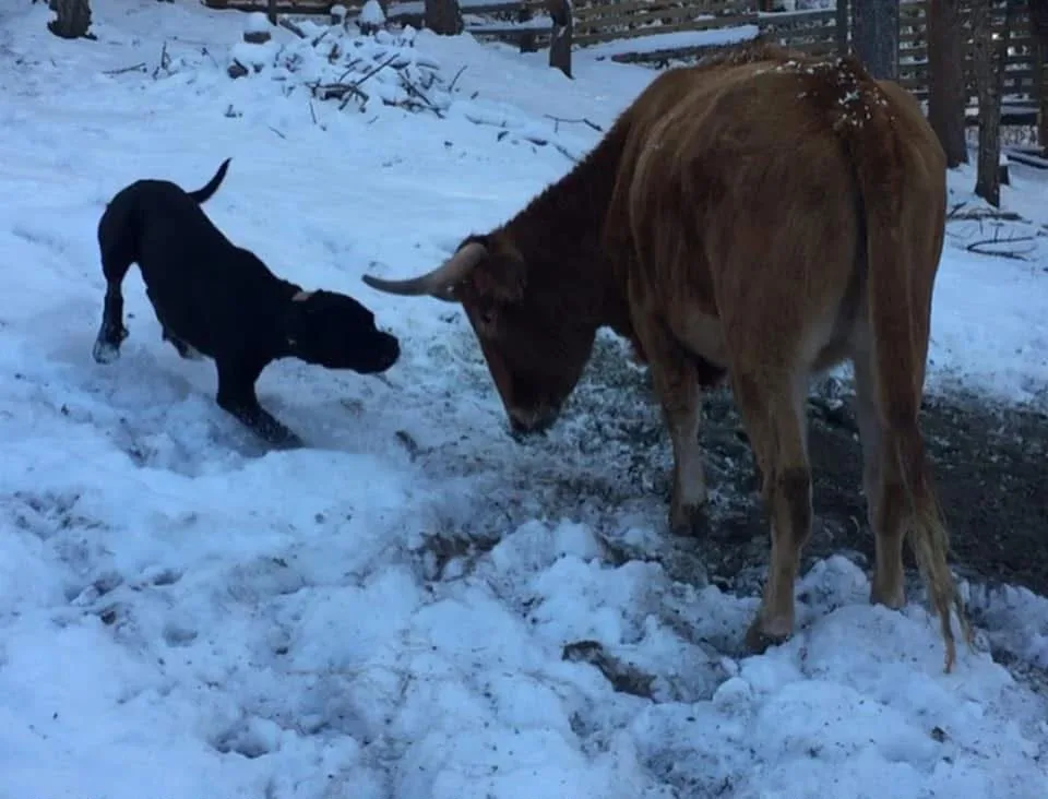 Mancosu affronta una vacca sulla neve