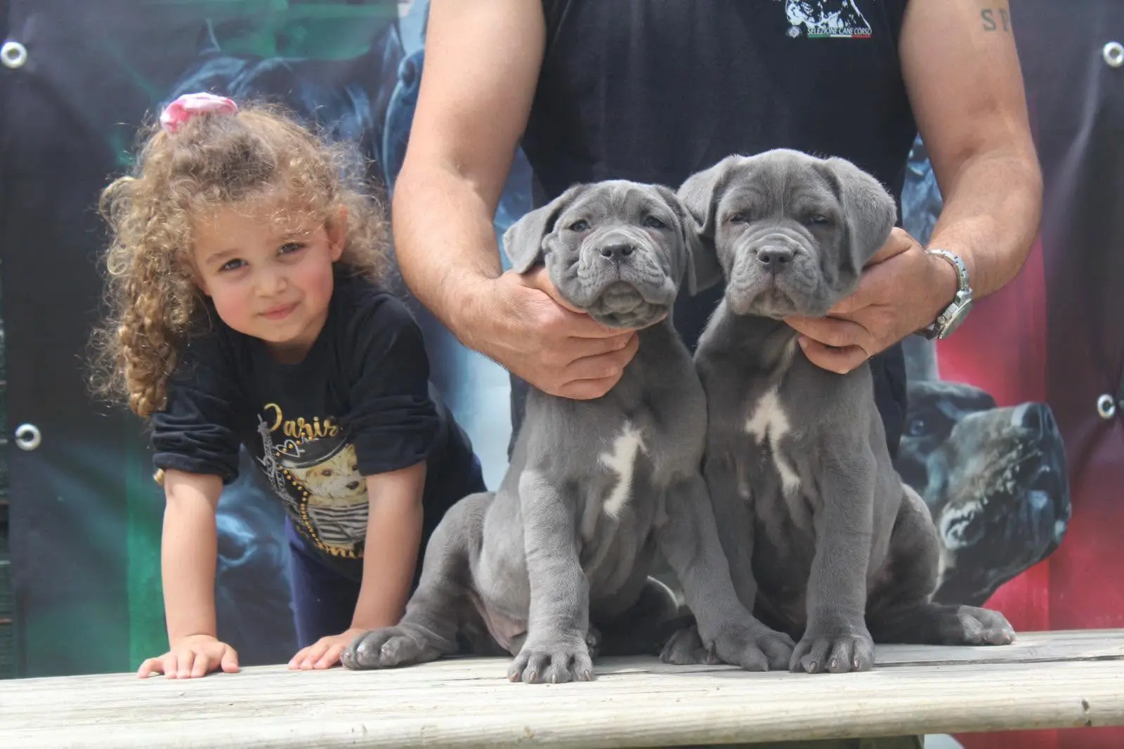 Cuccioli di Cane Corso